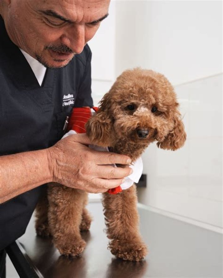 Are clementines good for dogs?