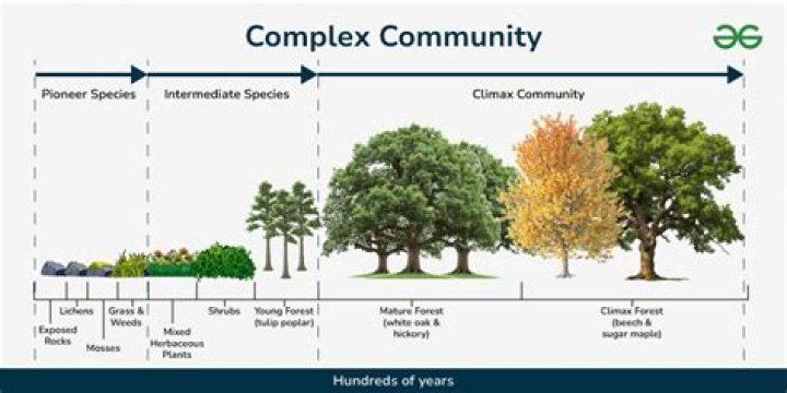Are climax communities real?