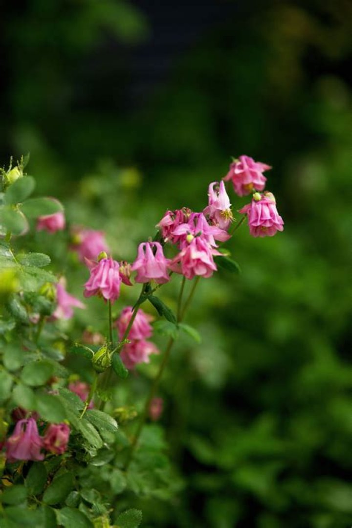 Are columbine and aquilegia the same?