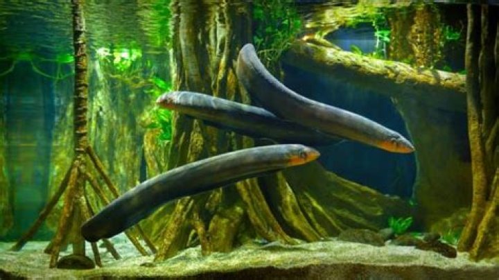 Are conger eels electric?