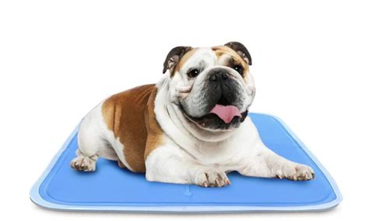Are cooling mats good for dogs?