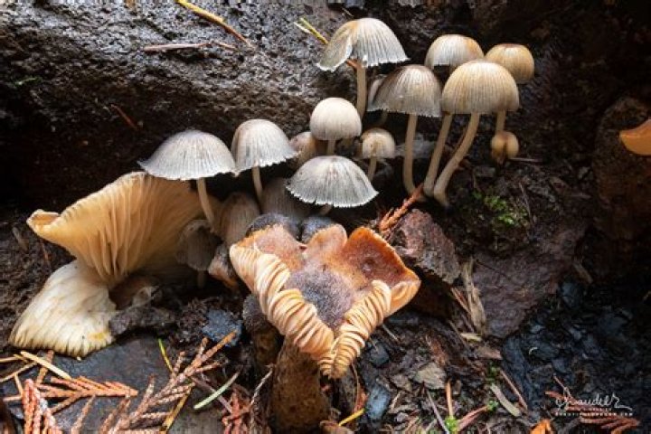 Are coprinellus micaceus poisonous?
