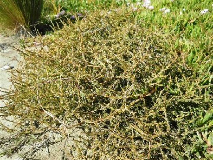 Are coprosma frost hardy?