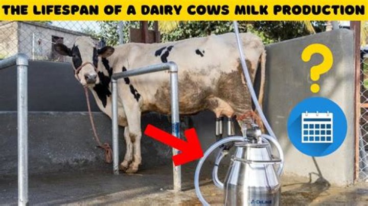 Are cows artificially inseminated to produce milk?