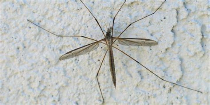 Are crane flies dangerous?