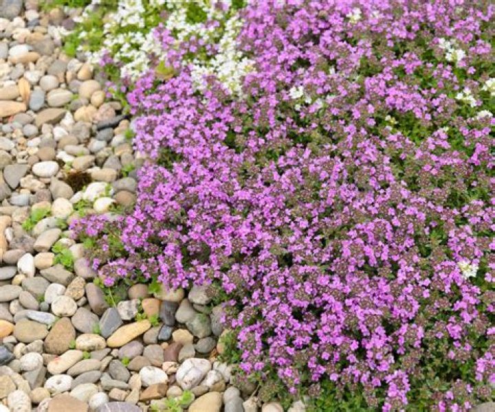 Are creeping fig poisonous to dogs?