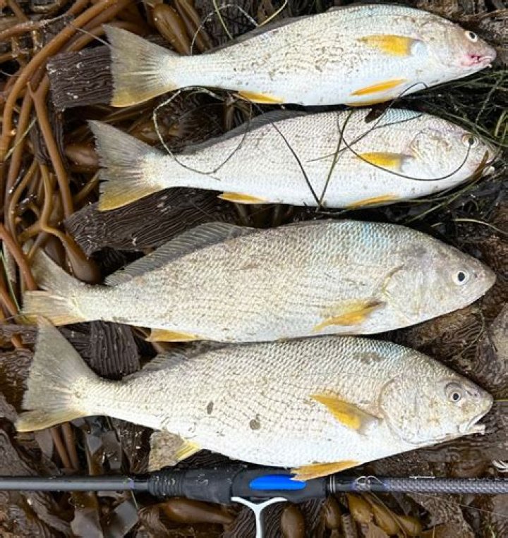 Are croakers good bait?