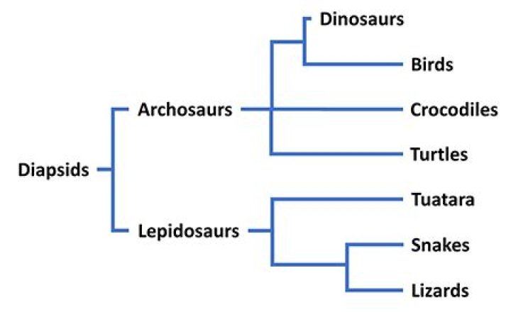 Are crocodiles related to birds?