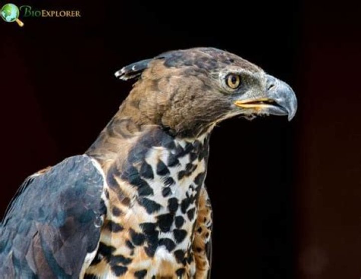 Are crowned eagle endangered?
