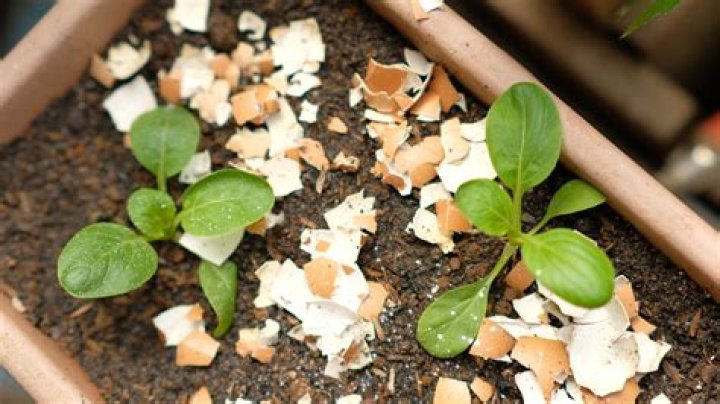 Are crushed eggshells good for plants?