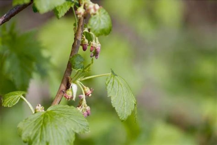Are currants self pollinating?