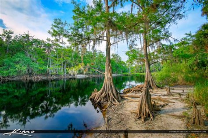Are cypress trees protected in florida?