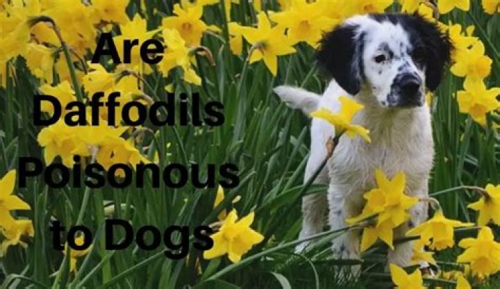 Are daffodils poisonous to dogs?
