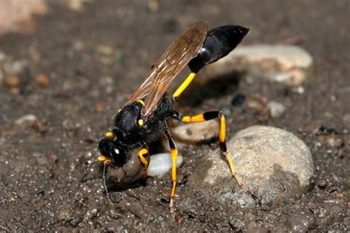 Are dauber wasps dangerous?