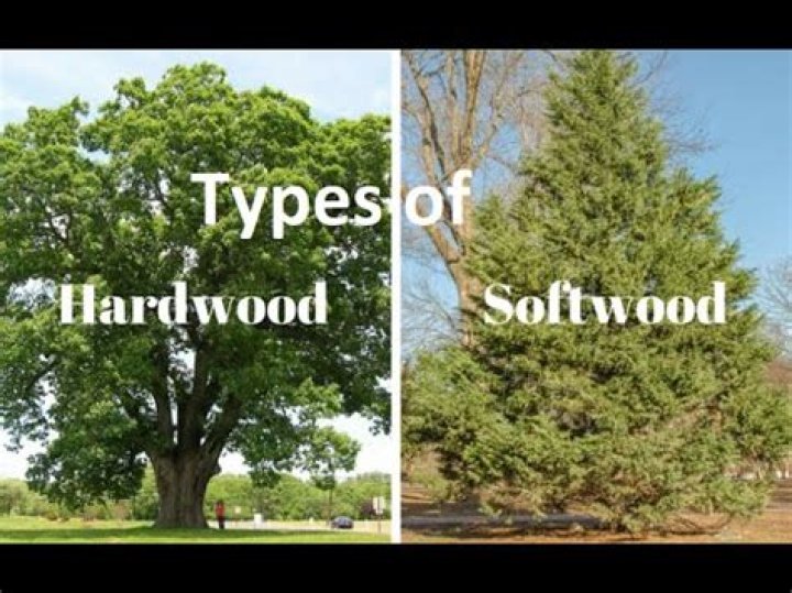 Are deciduous trees hardwood or softwood?
