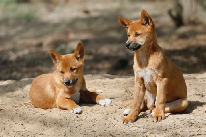 Are dingoes good pets?