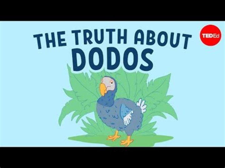 Are dodo birds dumb?