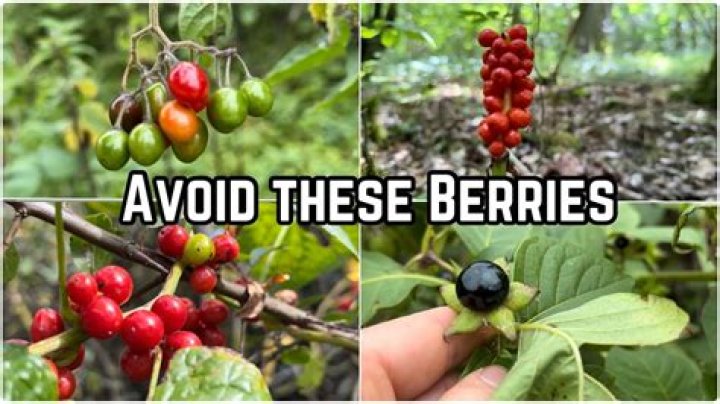 Are dog berries poisonous?