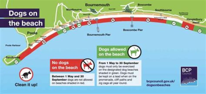 Are dogs allowed on croatan beach?
