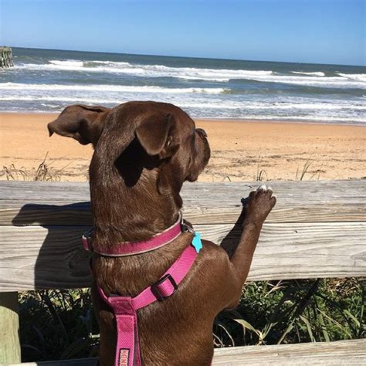 Are dogs allowed on flagler beach?