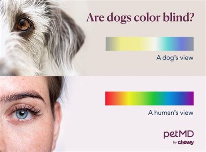 Are dogs color blind?
