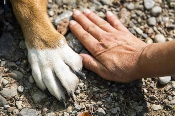 Are dogs ticklish on their paws?