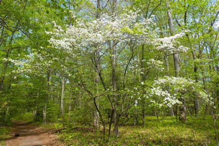 Are dogwoods understory trees?