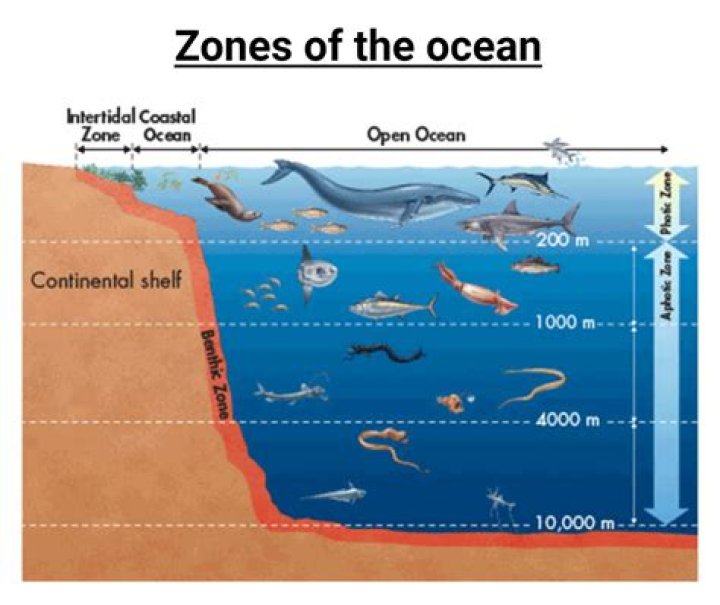 Are dolphins plankton nekton or benthos?