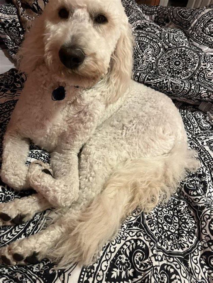 Are doodles really hypoallergenic?