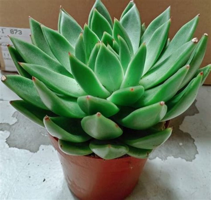 Are echeveria indoor plants?