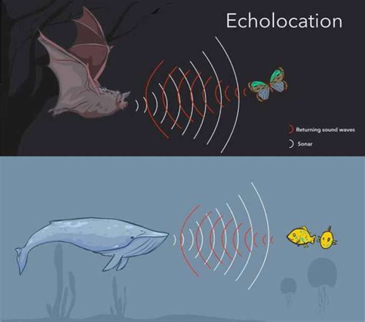 Are echolocation and sonar similar?