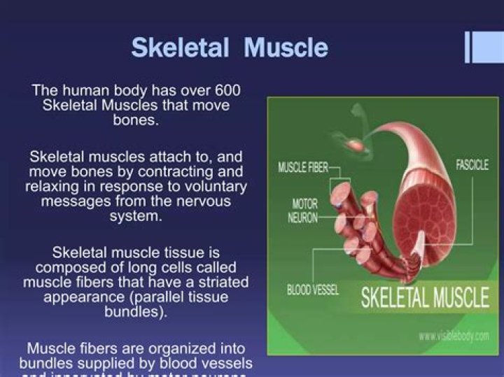Are effectors skeletal muscle?