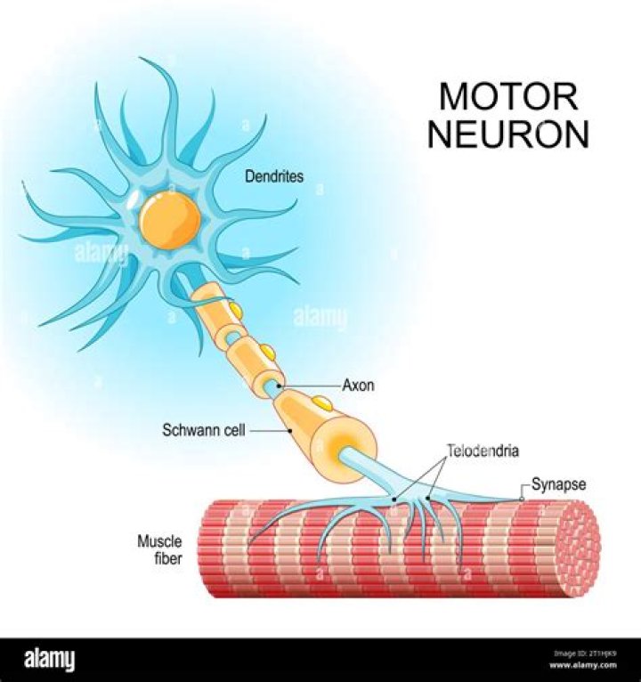 Are efferent neurons motor neurons?