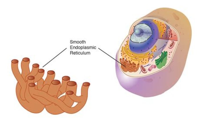 Are endoplasmic reticulum found in bacterial cells?