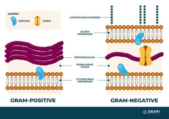 Are endotoxins gram negative or positive?