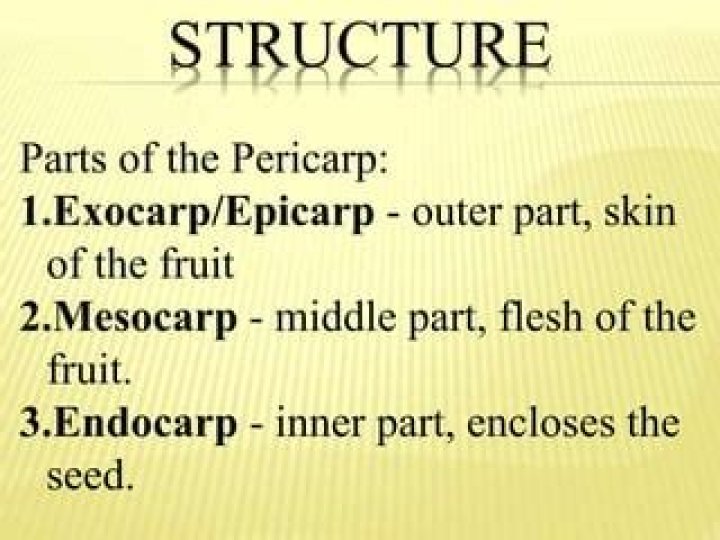 Are epicarp and exocarp the same?