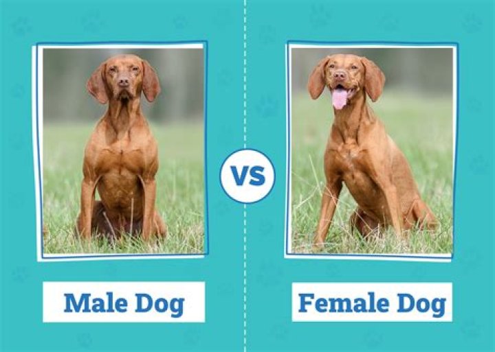 Are female dogs moodier?