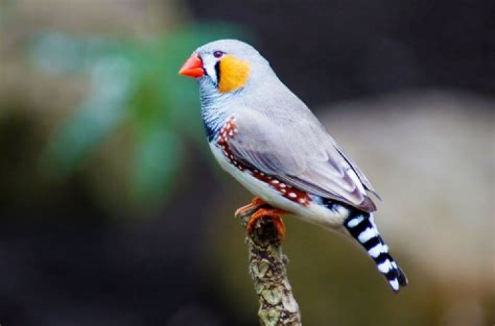 Are finches cavity nesters?