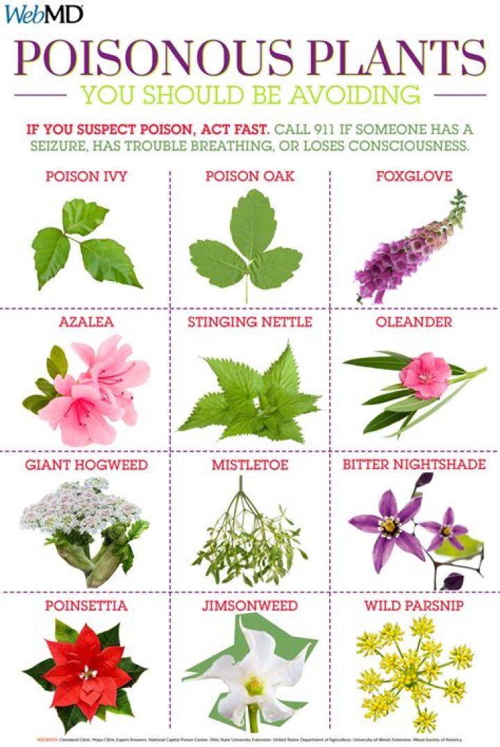 Are five leaved plants poisonous?