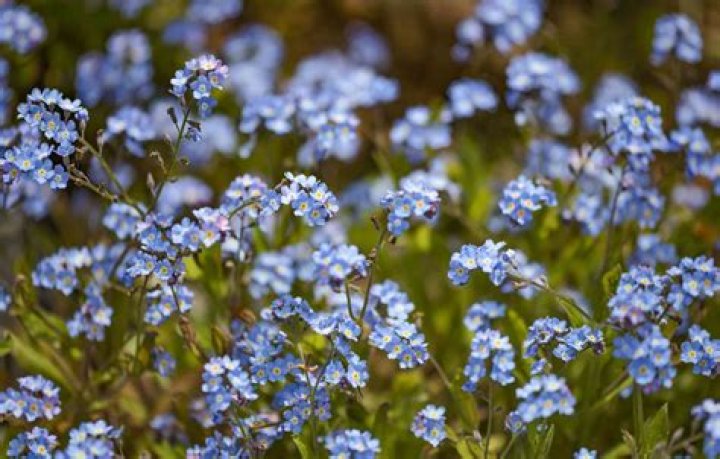 Are forget me nots perennials?
