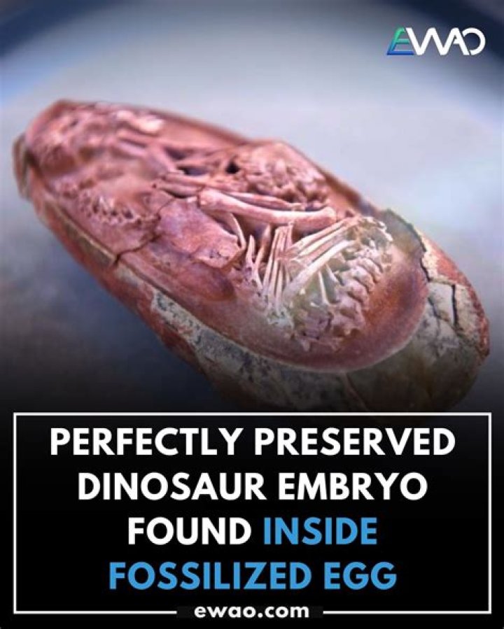 Are fossilized eggs rare?