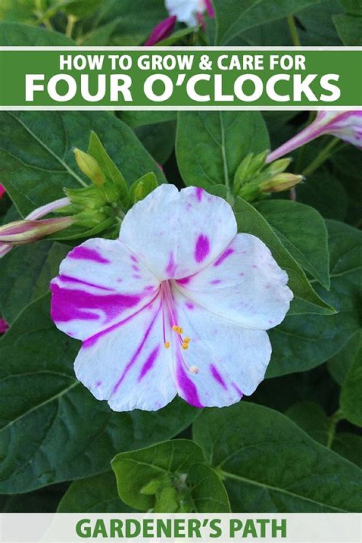 Are four o'clock seeds poisonous?
