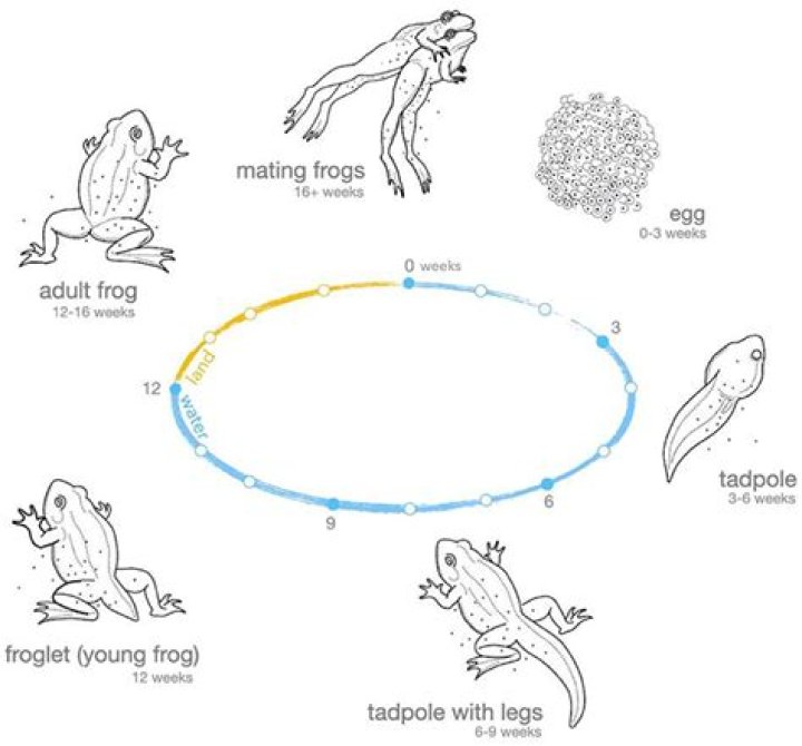 Are frogs considered reptiles?