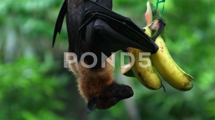 Are fruit bats eating?