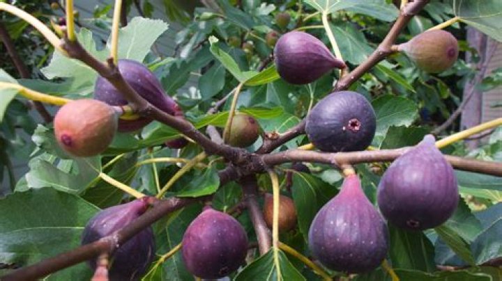 Are fruiting fig trees deciduous?