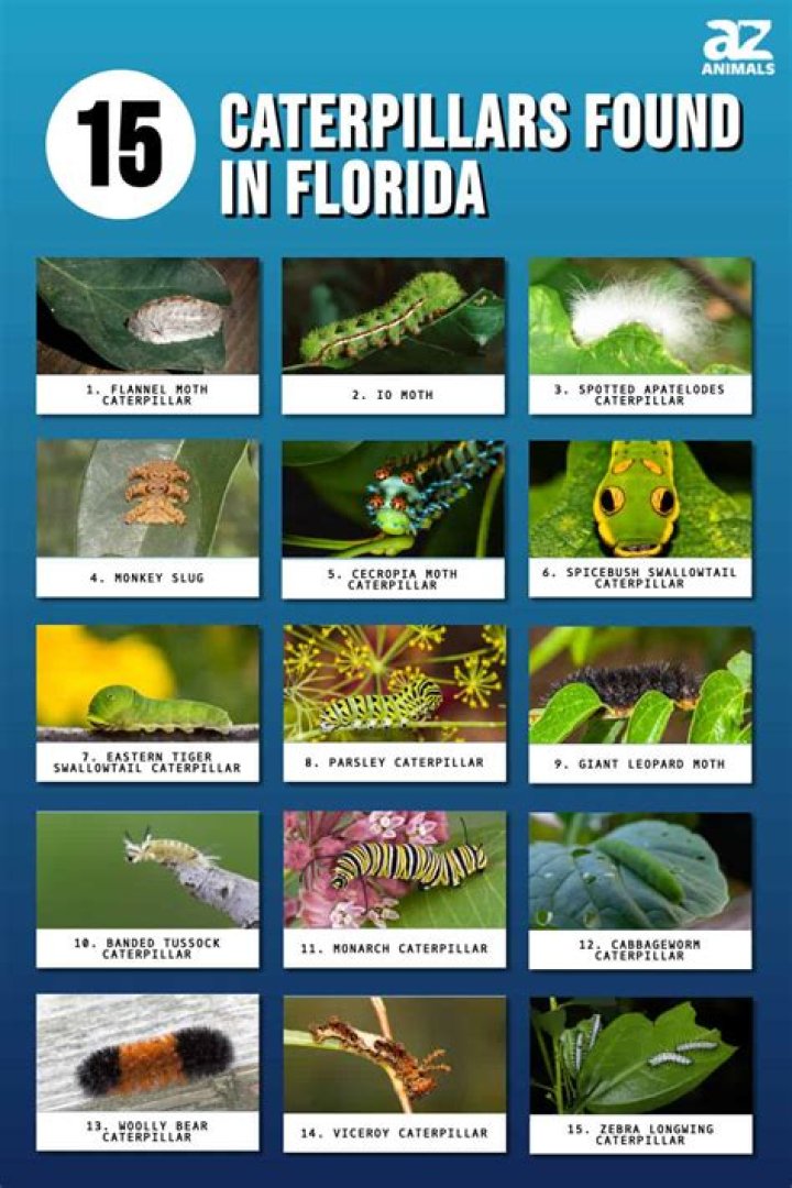 Are fuzzy caterpillars dangerous?