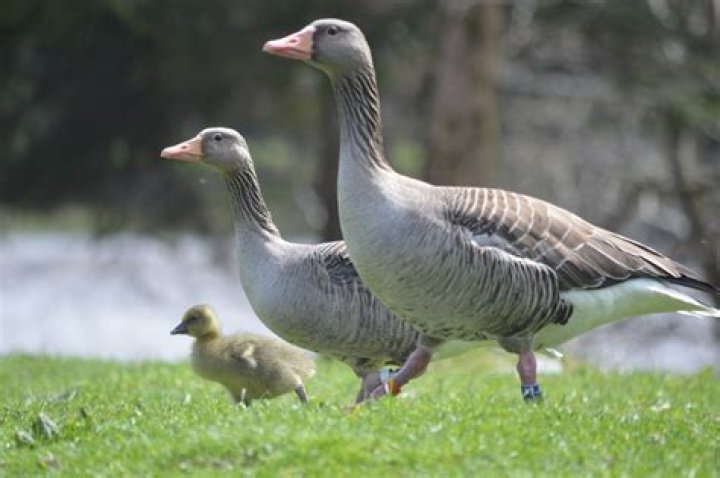 Are geese federally protected?
