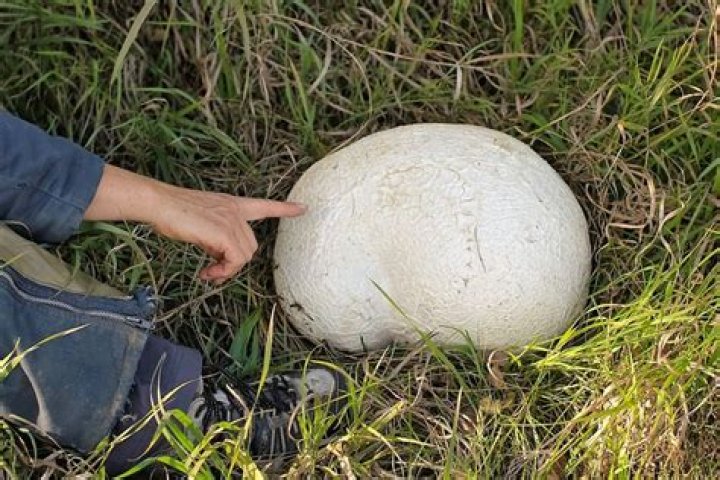 Are giant puffball mushrooms edible?