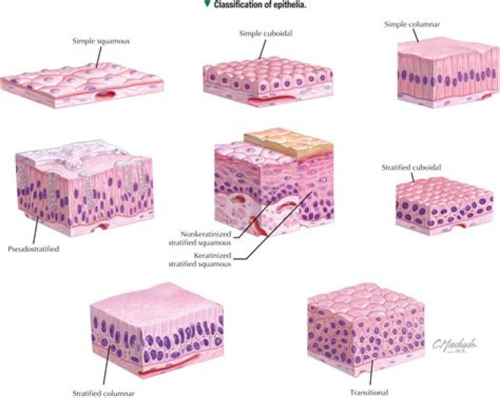 Are glandular cells epithelial cells?