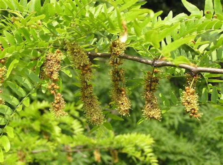 Are gleditsia poisonous to horses?